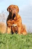 DOGUE DE BORDEAUX 214